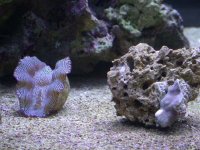Fish 011.jpg