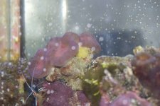 coralthing-IMGP0347.jpg