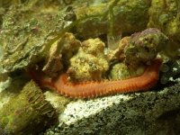 worm.jpg