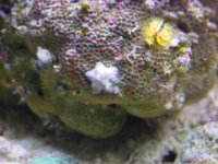 starfish.JPG