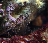 Hydroid.jpg