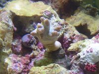 MysteryCoral.JPG