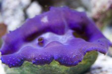 clam_1.jpg