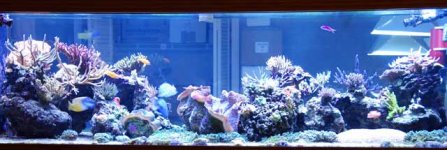 whole-tank.jpg