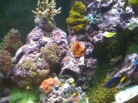 Fish 057 [SWF].JPG