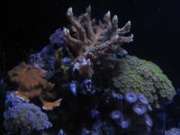 IMG_0776.jpg
