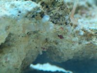 tube worm.jpg