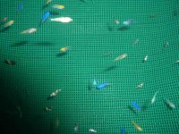 Aquarium Fish Post Larvae.JPG
