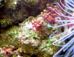 Copy of Spontanoeous growth in aquarium 005.jpg
