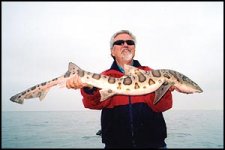 shark3.jpg