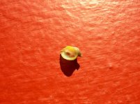 snail.JPG