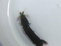 DSCF0009 (Small).jpg