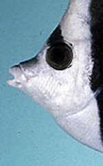 Acuminatus.jpg