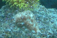 coral.JPG