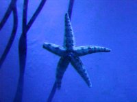 Starfish_edited-1.jpg