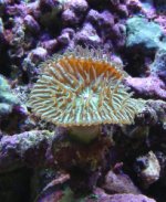 fungia3[1].jpg