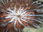 tonga_anemone.JPG