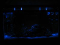 moon lights on.jpg