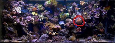 coral.jpg