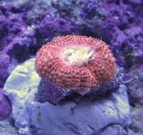 08 03 09 red acan.jpg