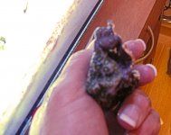 09 18 09 JH lep1.jpg