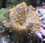 IMG_0727a1.JPG