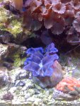 IMG_0229.JPG