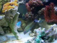 wrasse posing.jpg