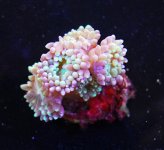 DSC_0231.jpg