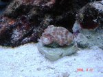 Acan2.jpg
