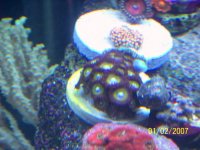 zoas4.JPG