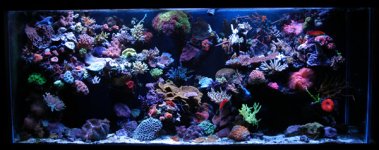 1_whole_tank_195.jpg