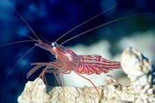 PeppermintShrimp.jpg