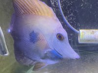 E7594F52-E64D-430F-8494-20DF3D4777DF.jpeg