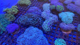 3A949096-80FF-4707-8F5C-3F5CE9C1069C.jpeg