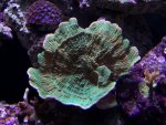 GreenMontiCapAquacultured50.jpg