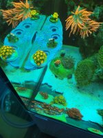 Rasta Zoa.jpg