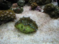 July32007coralupdate140.jpg