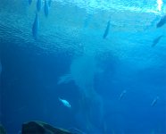 Shadow_Whale.jpg
