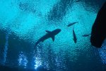 Shark_1.jpg