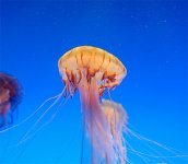 Jelly_1.jpg