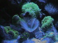 webpics 129.jpg