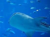 Whale_3.jpg