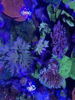 1DDECB08-9E6B-4196-83AF-8A0E52E4DED8.jpeg