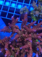 1C068DCF-F22D-4B43-BBC5-969140036026.jpeg