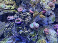IMG_0786.jpeg