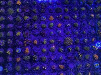 82550706-0469-454C-8674-A873E319B869.jpeg