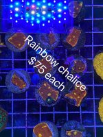 F9C36A1A-5746-4F81-BF12-646CCF6D91BD.jpeg