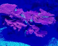 24E66FAA-9BD5-4BF0-A924-449EEEBA6ED4.jpeg