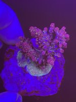 59C72E00-D922-459F-9635-AD64B606AD49.jpeg